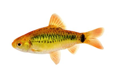 Brokatbarbe (Barbodes semifasciolatus)