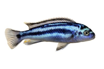 Blauer Johanni (Melanochromis maingano)