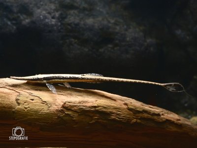 Gemeiner Nadelwels (Farlowella acus)