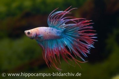 Betta splendens Crowntail Kampffisch: Männchen mehrfarbig