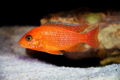 Zebrabuntbarsch (Pseudotropheus estherae / Maylandia estherae Red)