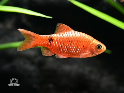 Prachtbarbe Neon Rot (Barbus conchonius DNZ)