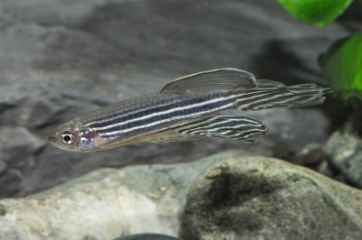 Zebrabärbling Schleier (Danio rerio var.)