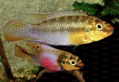 Purpurprachtbarsch rotviolett (Pelvicachromis subocellatus)