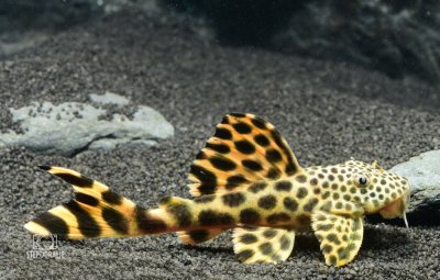 Leopard Trugschilderwels / Orangesaum Guyanaharnischwels (L 075 Ancistomus cf. Sabaji)